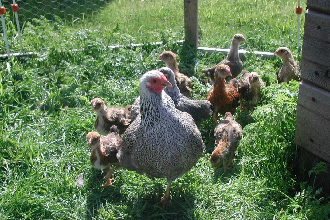 Gangvidefarm Villa Stånga Eksteriør bilde