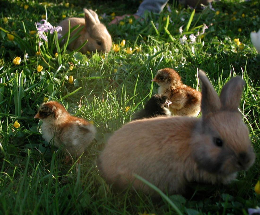 Gangvidefarm Villa Stånga Eksteriør bilde