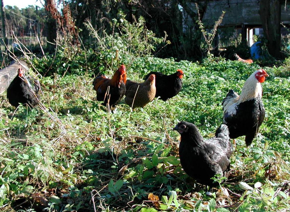 Gangvidefarm Villa Stånga Eksteriør bilde